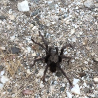 Tarantulas. I know a lot of people will hate me for posting this.